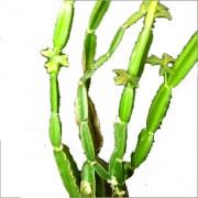 Amazing Discovery – Cissus Quadrangularis