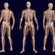 Cissus Quadrangularis: Connecting Bone Health & Metabolic Health and Wellness