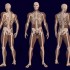 Cissus Quadrangularis: Connecting Bone Health & Metabolic Health and Wellness