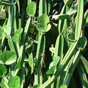 How To Beat Cortisol with Cissus