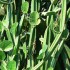 How To Beat Cortisol with Cissus