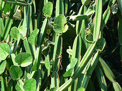 How To Beat Cortisol with Cissus