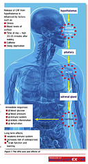 cissus combating cortisol
