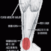 Cissus and Muscle, Tendon, Ligament Repair