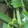 Cissus Growing On Neem Tree