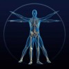 Cissus Quadrangularis ConnectingBones and Metabolic Health