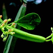 Cissus Growing Wildly on a Neem Tree
