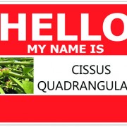 Other Names for Cissus Quadrangularis