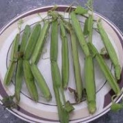 How To Take Cissus