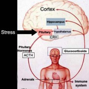 Cissus Cortisol Inhibitor